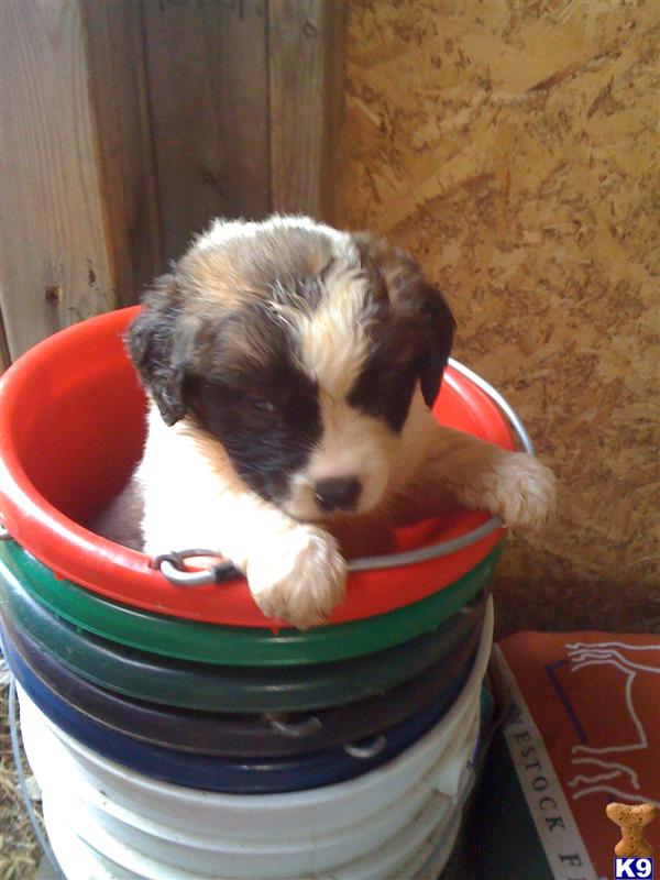 Saint Bernard Puppies
